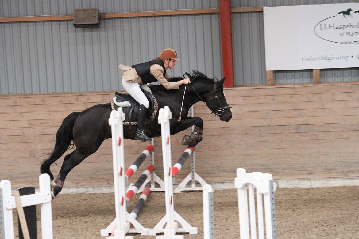 Anden særlig race Monty *Solgt* billede 11