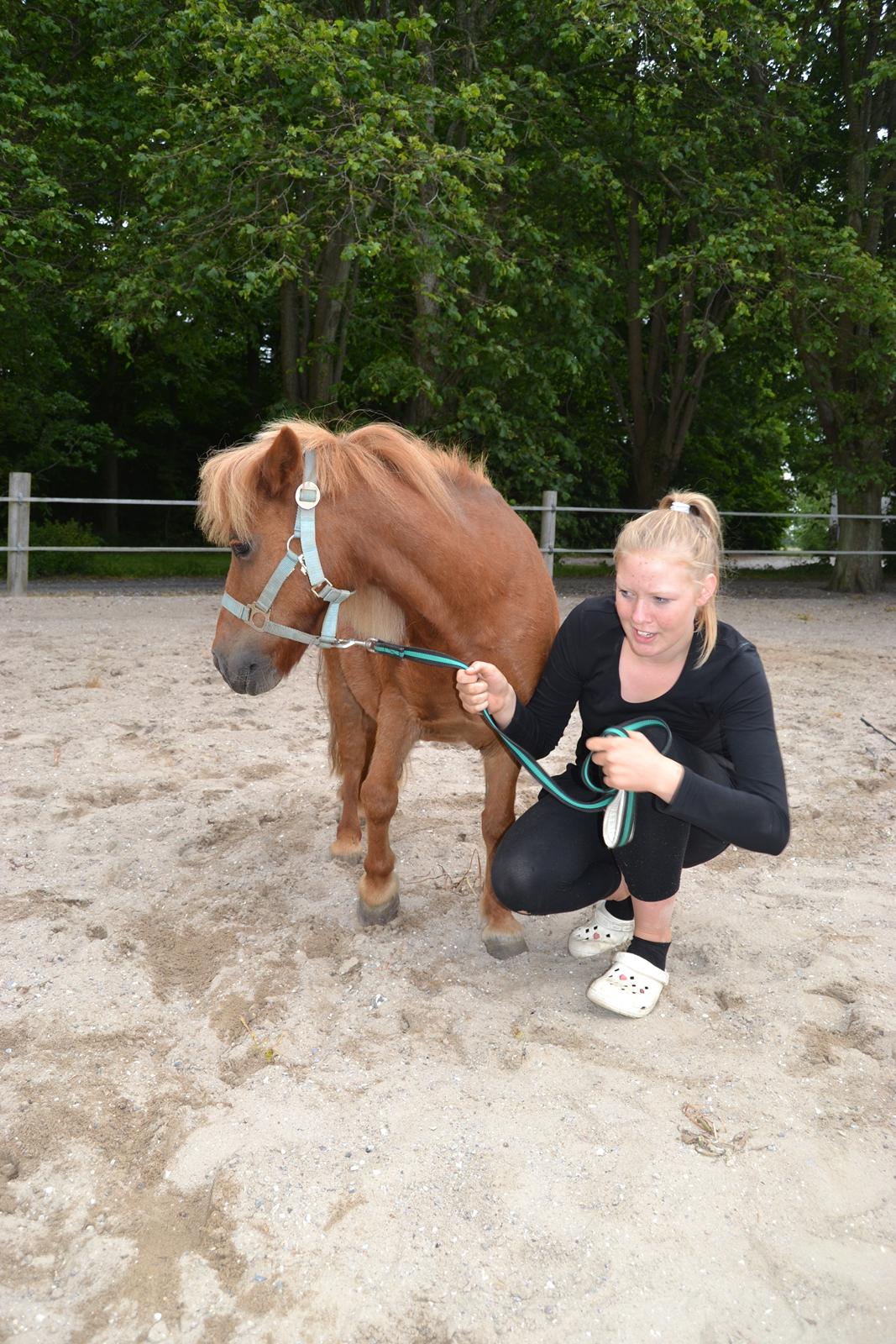 Shetlænder Musse - Velkommen til Musse's profil <3 
Foto: Simone billede 1