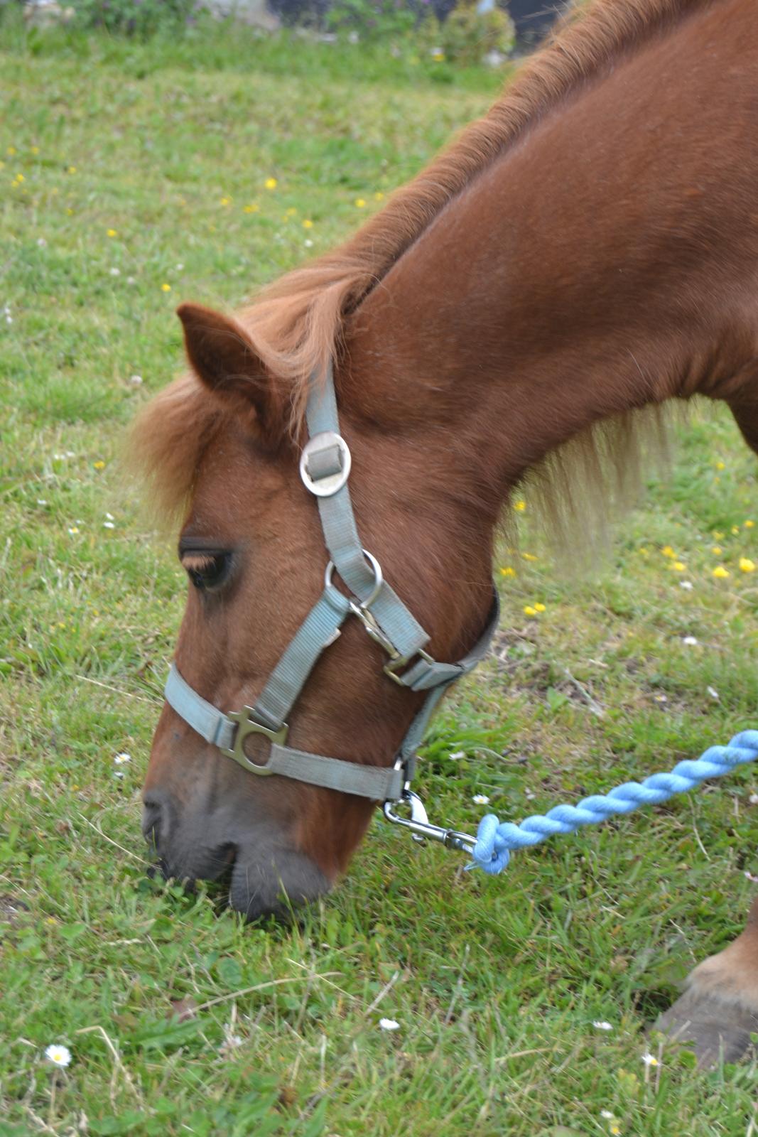 Shetlænder Musse - Smukke musse <3 
Foto: Mig billede 2