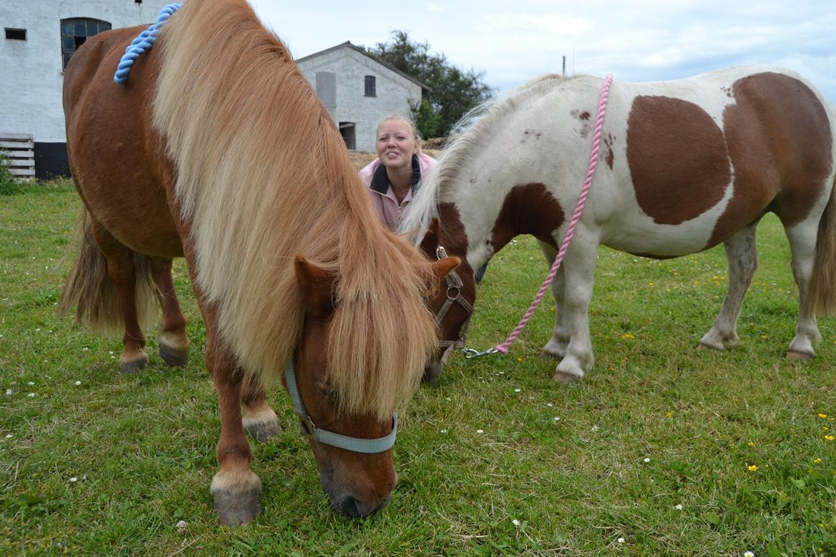 Shetlænder Musse - Musse hygger sig sammen med Nikoline <3 
Foto: Mig billede 3