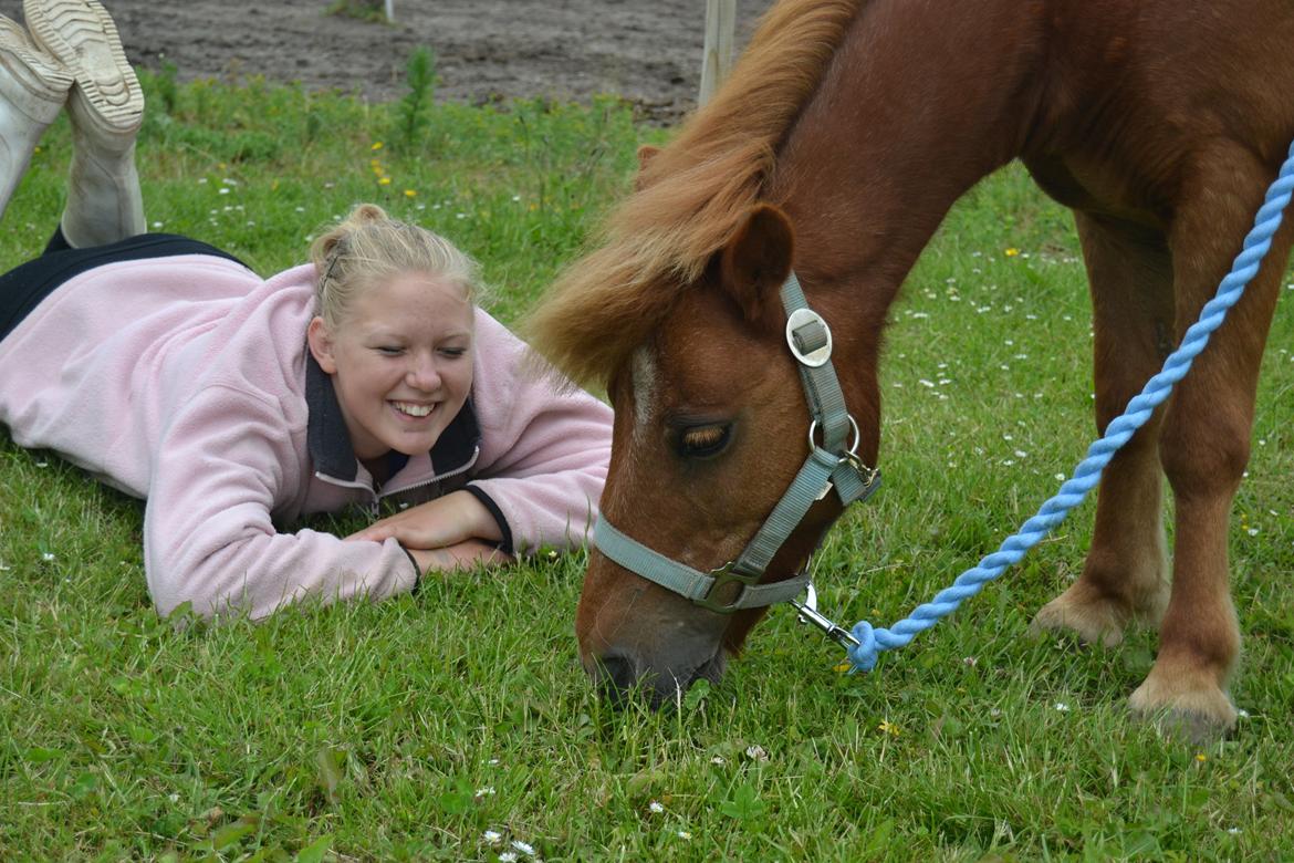 Shetlænder Musse - Musse & Tulle sammen <3
Foto: Mig billede 4
