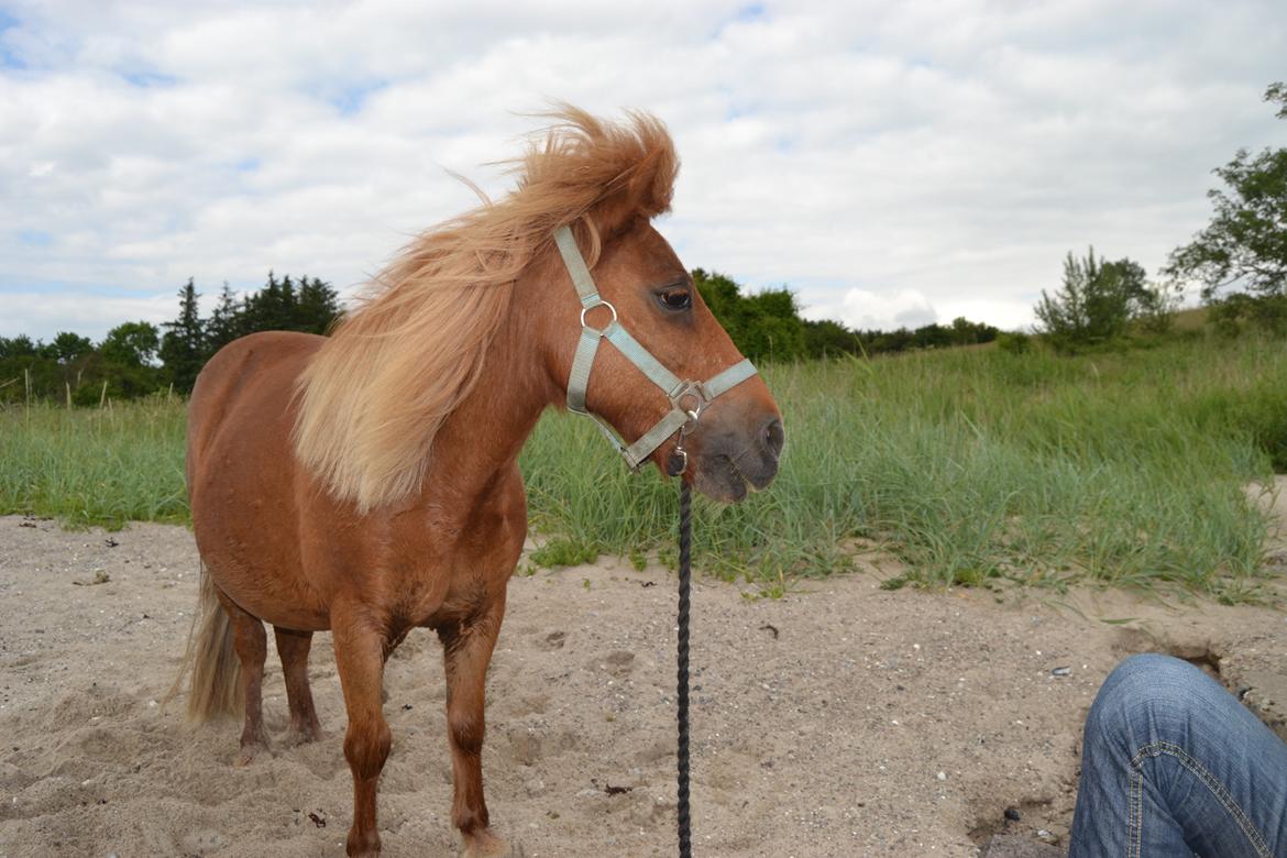 Shetlænder Musse - Smukke Musse ved vandet <3 
Foto: Mig billede 5