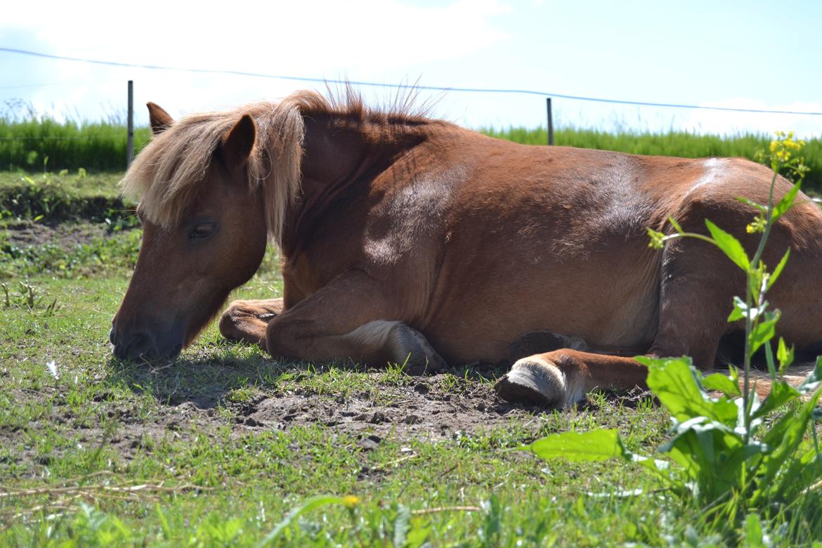 Shetlænder Musse - Ligger lige og tar en morfar :) 
Foto: Mig billede 6