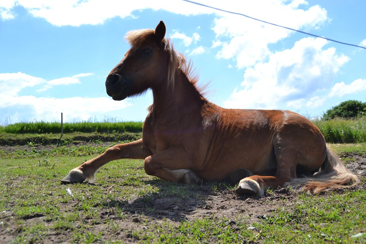 Shetlænder Musse - nu gider man ikke og sove mere ;p 
Foto: Mig billede 7