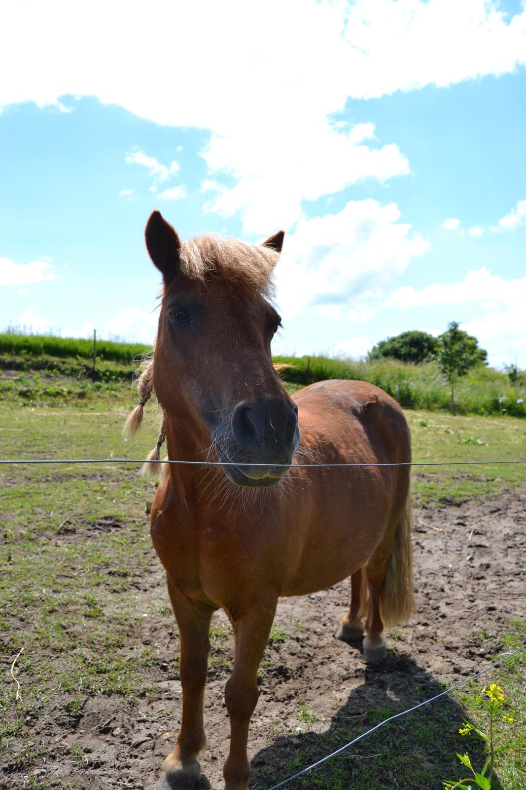 Shetlænder Musse - Smukke Musse <3 
Foto: Mig billede 8