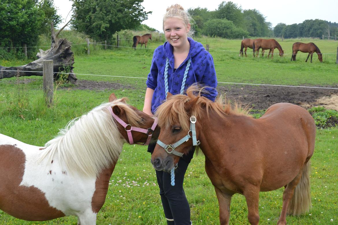 Shetlænder Musse - Musse, Nikoline & Tulle <3
Foto: Mig billede 9