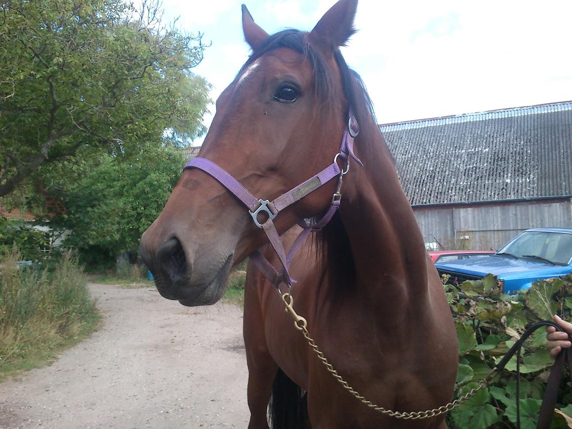 Traver Dillon billede 1