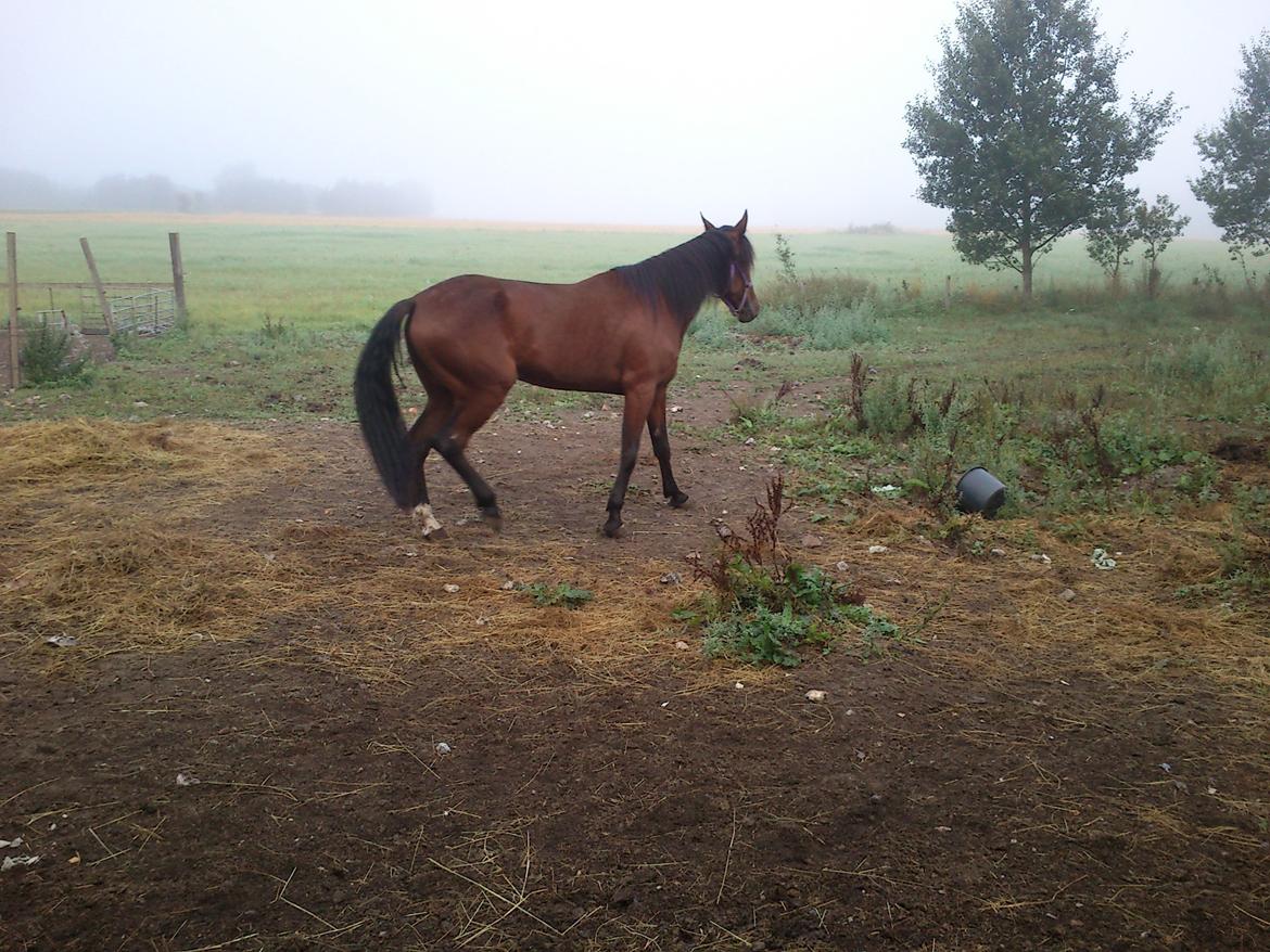 Traver Dillon billede 2