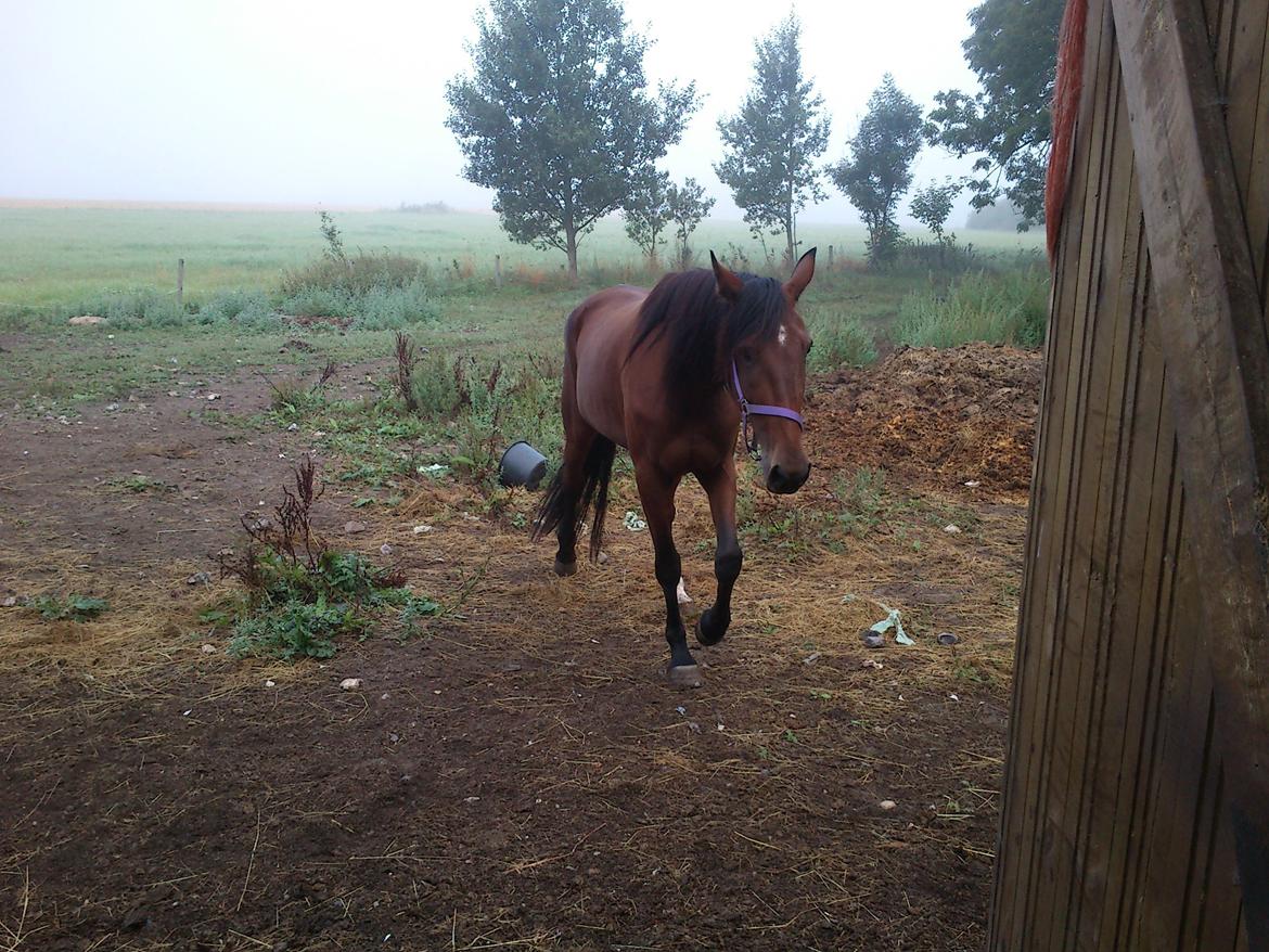 Traver Dillon billede 3