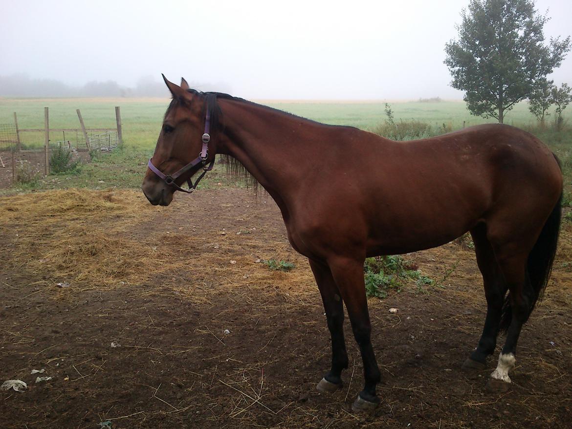 Traver Dillon billede 4