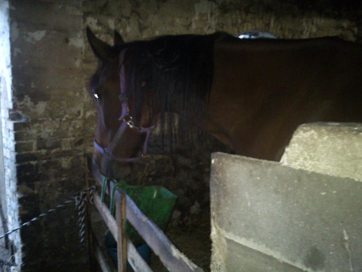 Traver Dillon billede 5