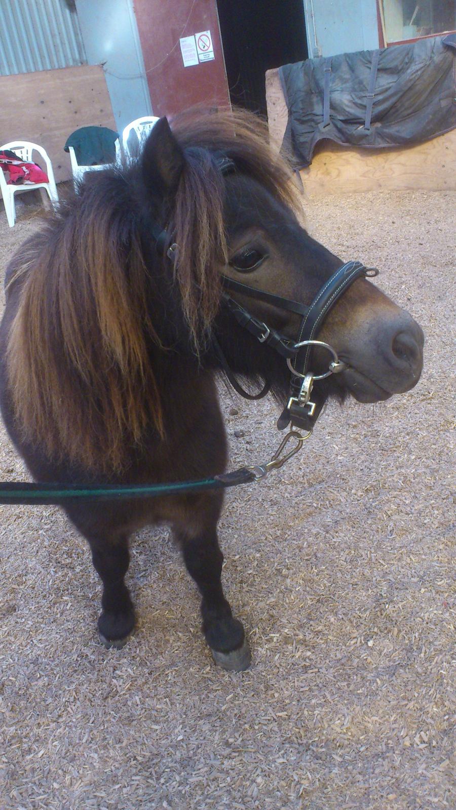 Shetlænder Lukas billede 11