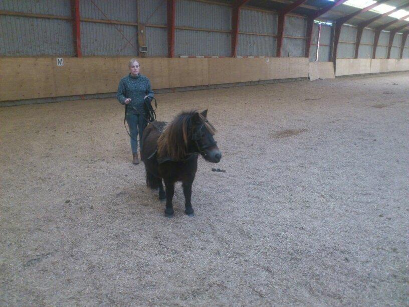 Shetlænder Lukas billede 12