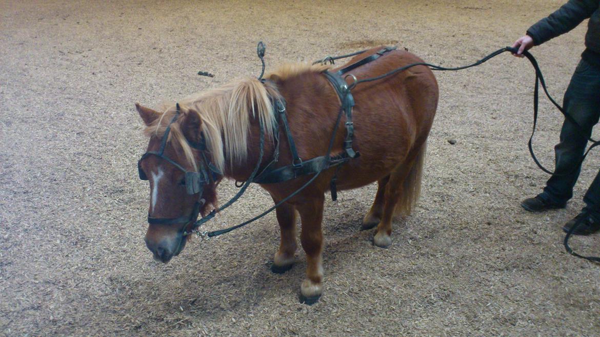 Shetlænder Alf billede 13