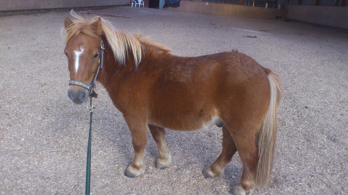 Shetlænder Alf billede 14