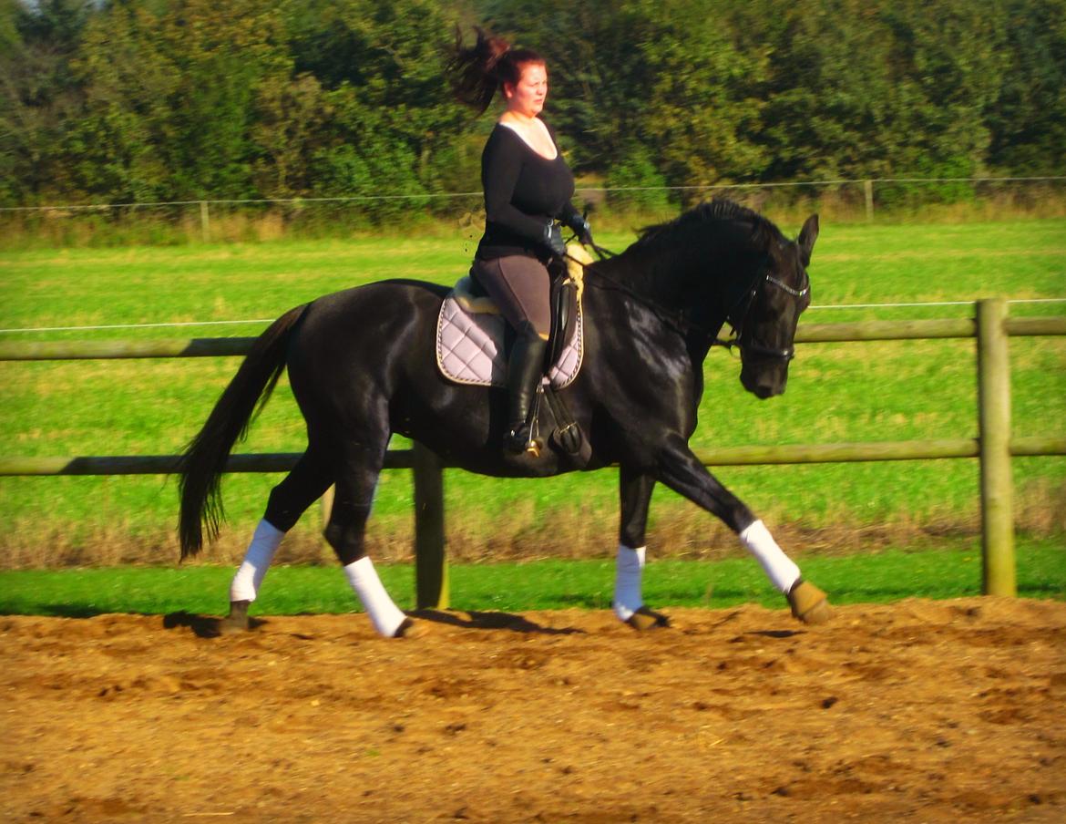 Oldenborg Mahal Noir billede 1