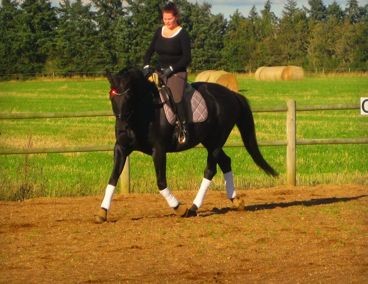 Oldenborg Mahal Noir billede 4