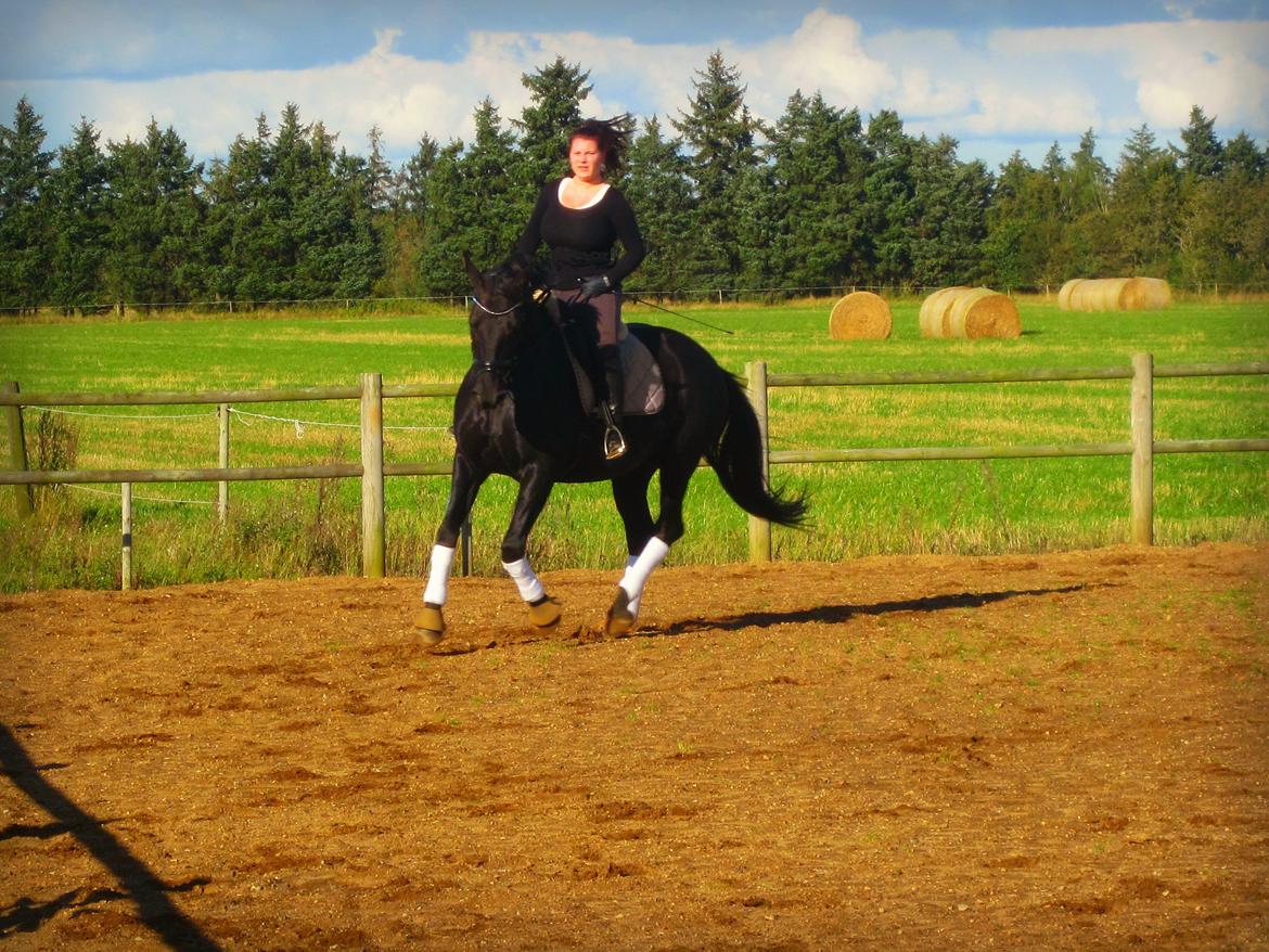 Oldenborg Mahal Noir billede 5