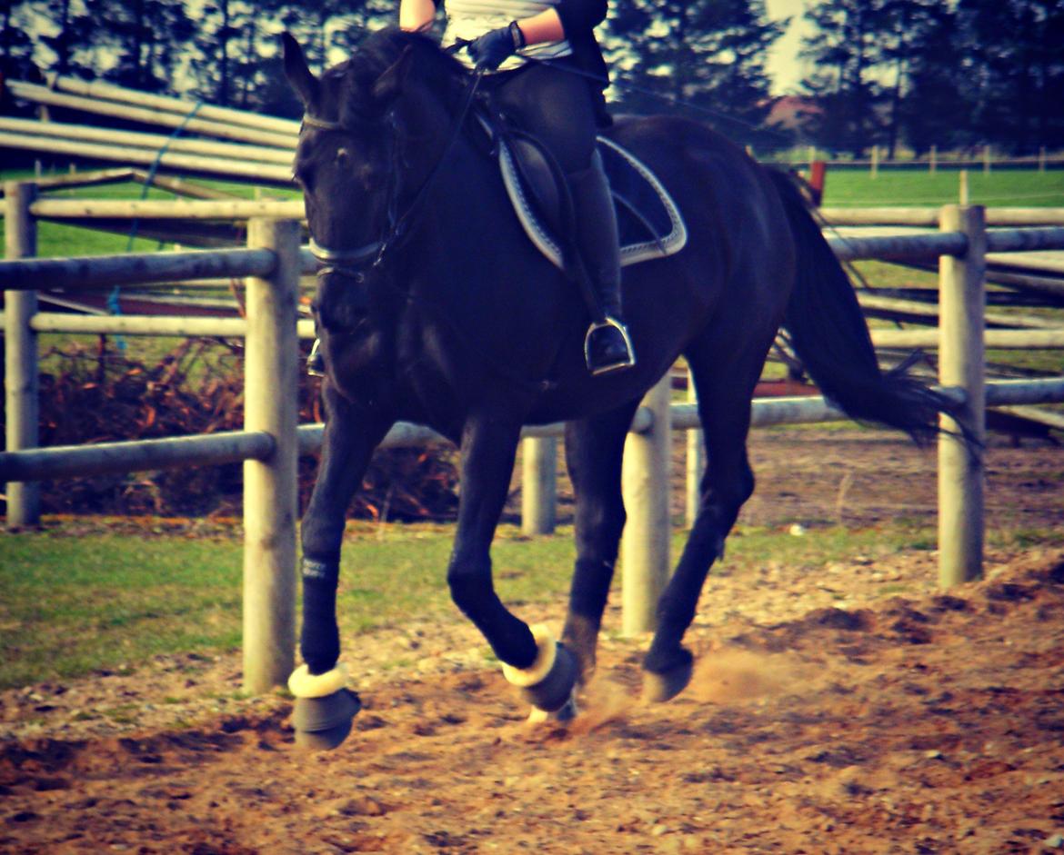 Oldenborg Mahal Noir billede 9