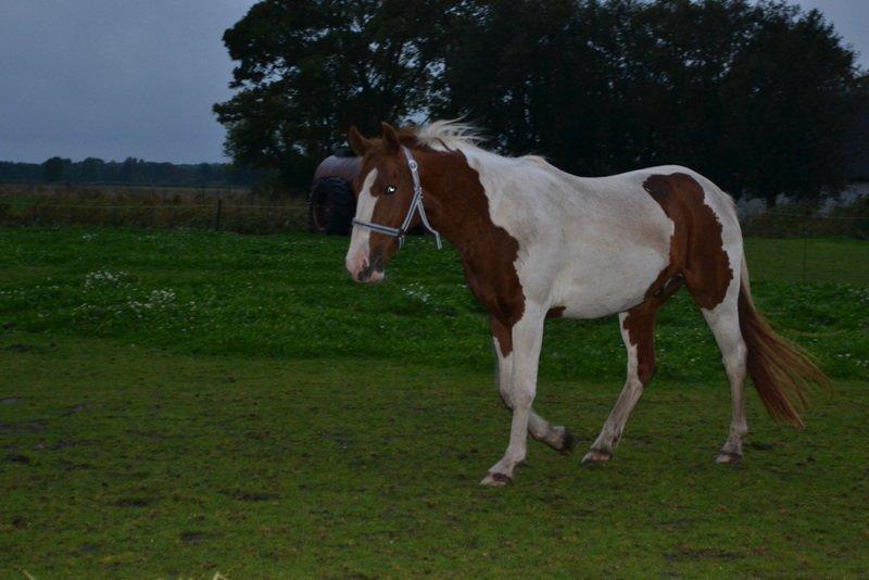 Pinto JULIUS billede 2