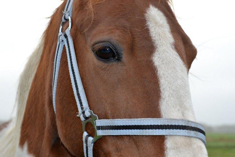 Pinto JULIUS billede 3