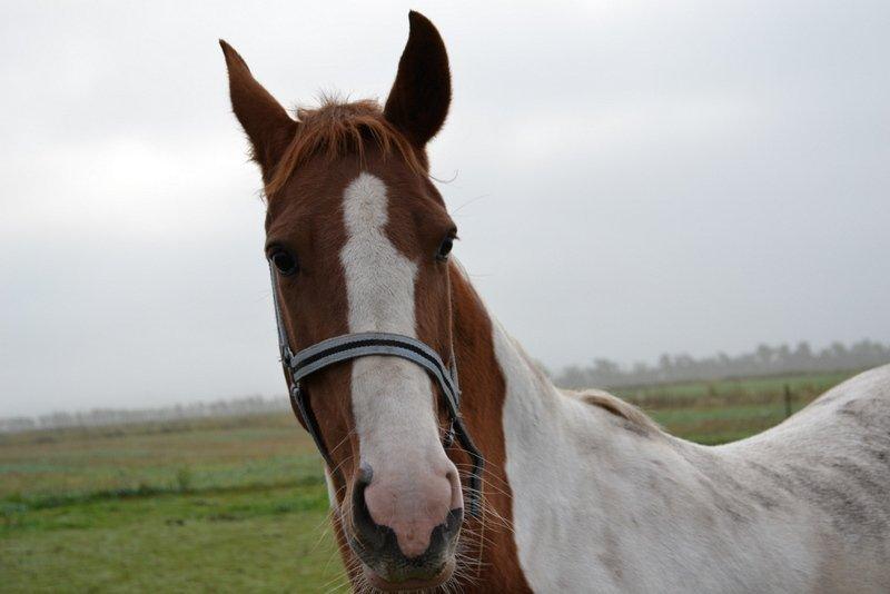 Pinto JULIUS billede 4