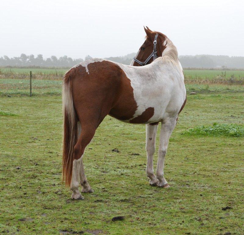 Pinto JULIUS billede 5