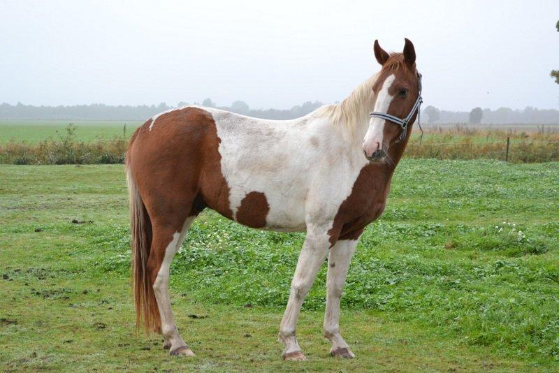 Pinto JULIUS billede 6