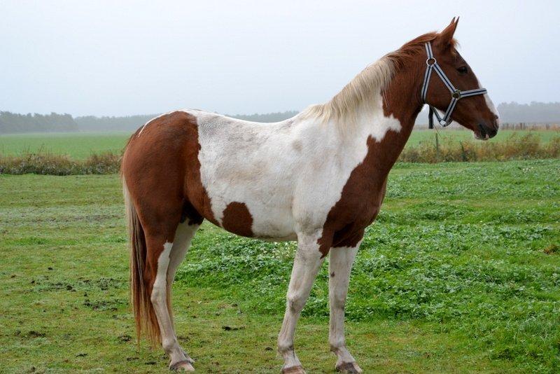 Pinto JULIUS billede 7