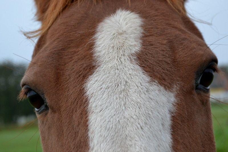 Pinto JULIUS billede 8