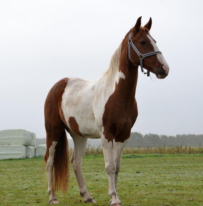 Pinto JULIUS billede 9