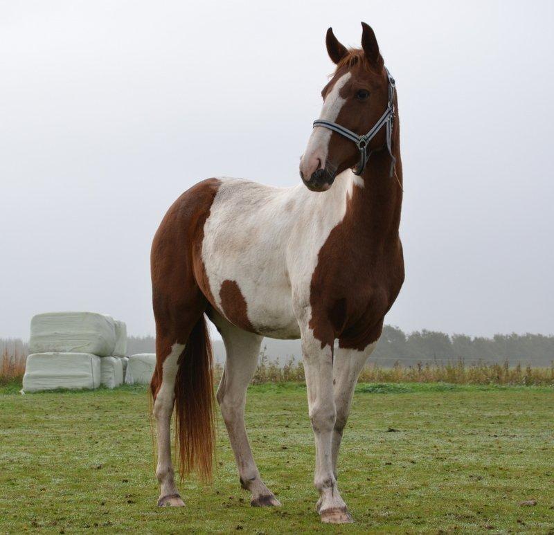 Pinto JULIUS billede 1