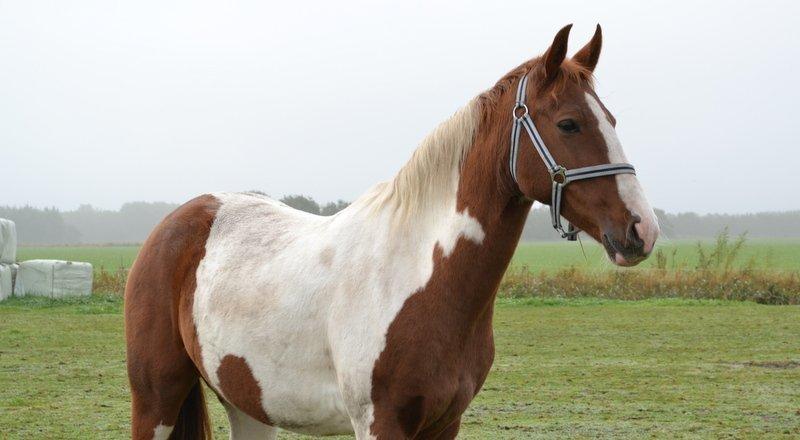 Pinto JULIUS billede 10