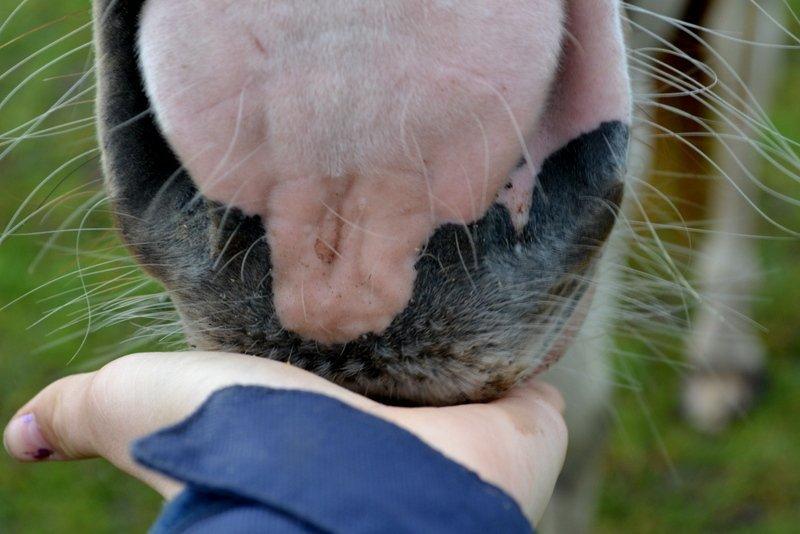 Pinto JULIUS billede 11