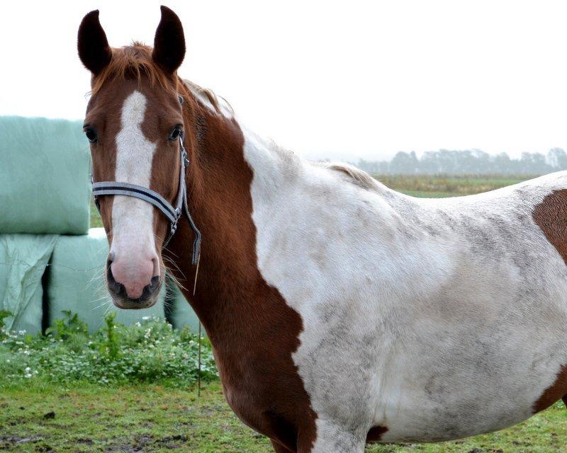 Pinto JULIUS billede 12