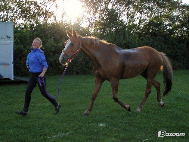 Dansk Varmblod AQUA Z - Min lille prinsesse <3 billede 15