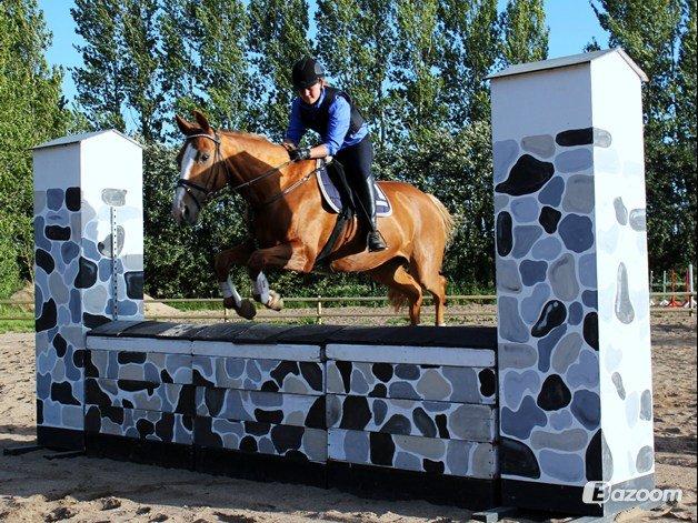 Dansk Varmblod AQUA Z - Når Aqua vælger afstanden kan jeg sq ikke følge med! Lorte opstilling, alt for sød hest <3 billede 16