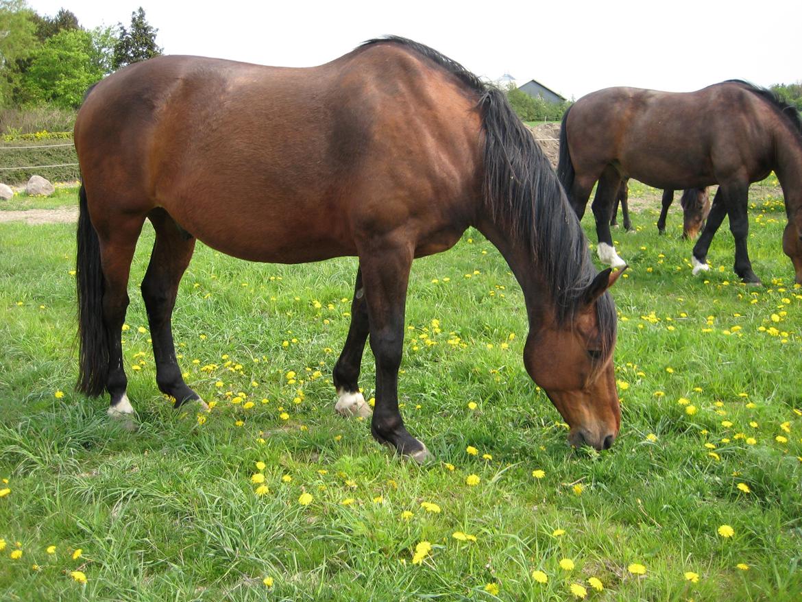 Dansk Varmblod Zion billede 5