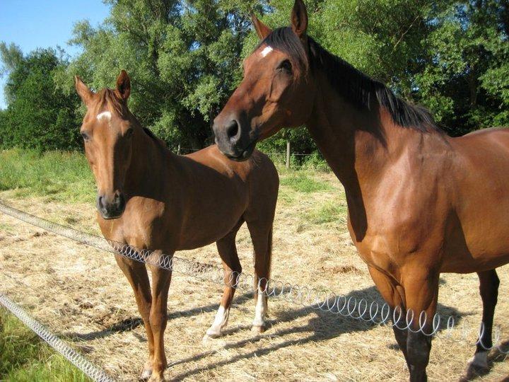 Dansk Varmblod Zion billede 7