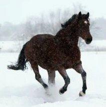 Dansk Varmblod Zion billede 4