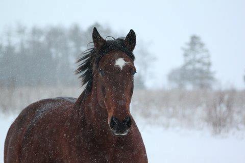 Dansk Varmblod Zion billede 8