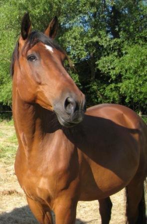 Dansk Varmblod Zion - Zion er lige ankommet 7. juli 2010 billede 1