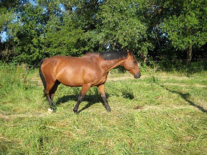 Dansk Varmblod Zion billede 9