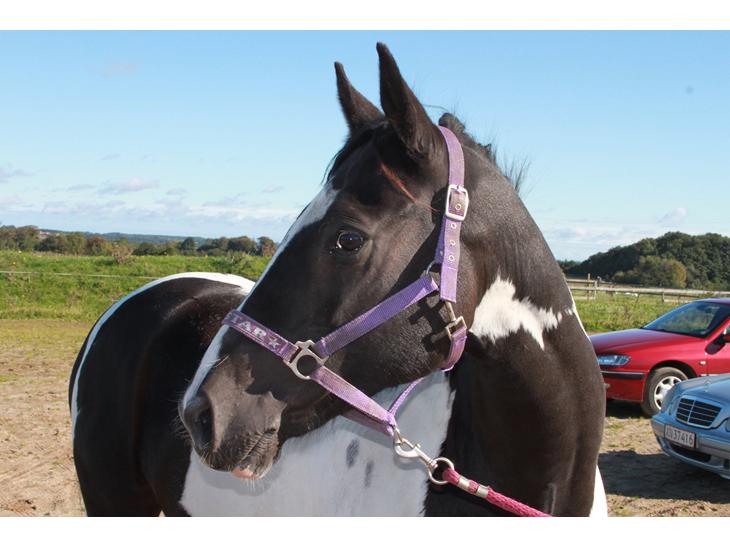 {{currentPhoto.altText}} billede {{currentPhoto.number}}