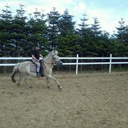 Fjordhest Morten Drejer