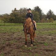 Anden særlig race Phønix