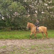 Anden særlig race Phønix