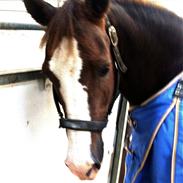 New Forest Tosca (tossen)