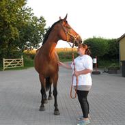 Dansk Varmblod Miss Carnival [Himmelhest]
