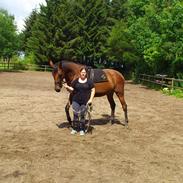 Dansk Varmblod Miss Carnival [Himmelhest]